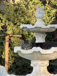 Lost Male Cat last seen Read st, Perris, CA 92570