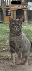Reunited Female Cat last seen Old town Wellington, Wellington, CO 80549