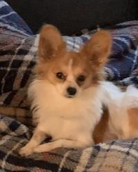 Reunited Male Dog last seen Maynardville pike, 3 miles from Union County, Knoxville, TN 37918