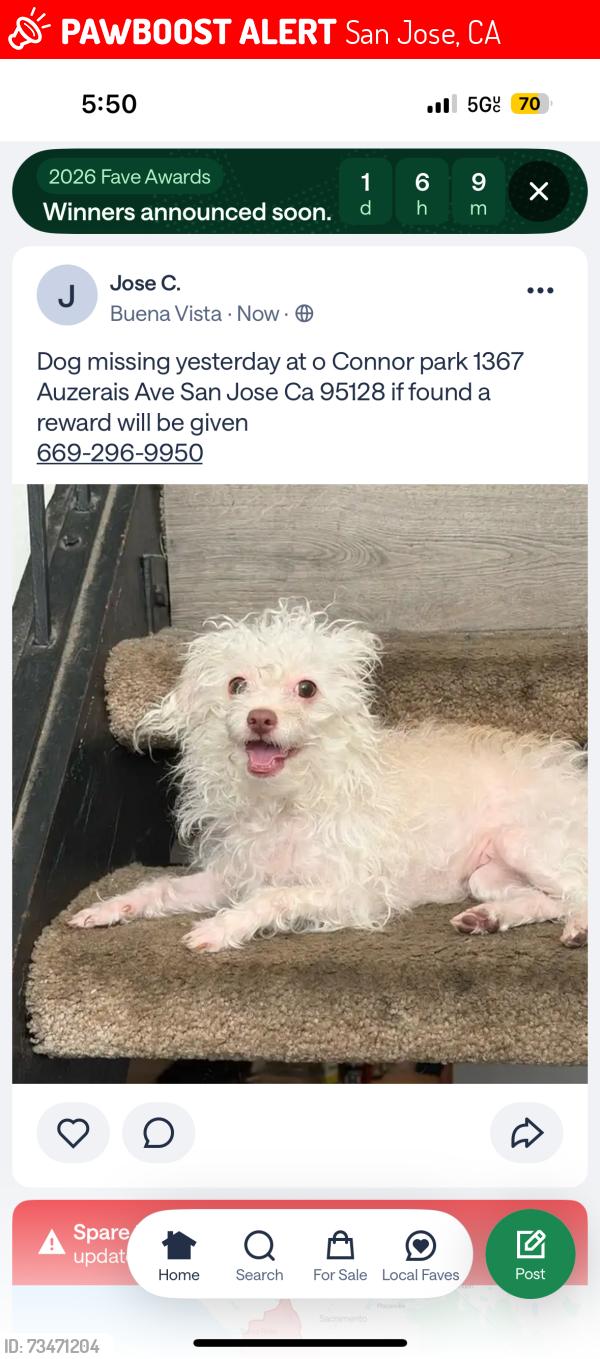 Lost Female Dog last seen Near Auzerais Ave San Jose, CA 95126 United States, San Jose, CA 95126