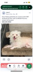 Lost Female Dog last seen Near Auzerais Ave San Jose, CA 95126 United States, San Jose, CA 95126