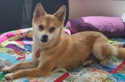 Reunited Female Dog last seen SW Multnomah Blvd and SW 45th Ave, Portland, OR 97219