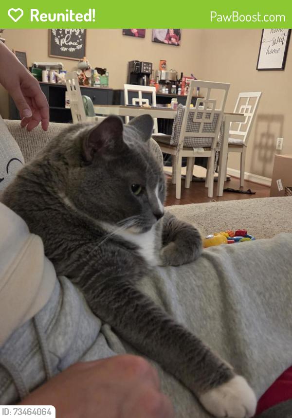 Reunited Male Cat last seen Highway 286 and fairlakes showing center., Fairfax, VA 22033