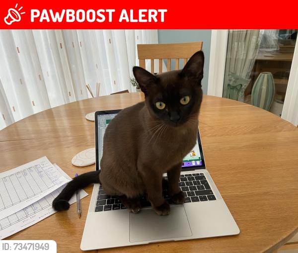 Lost Female Cat last seen Near 9 Clark Close, Shipston on Stour, CV36 4HJ, Warwickshire, England CV36 4HJ