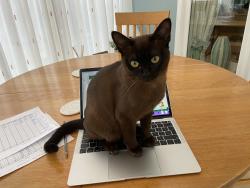 Lost Female Cat last seen Near 9 Clark Close, Shipston on Stour, CV36 4HJ, Warwickshire, England CV36 4HJ
