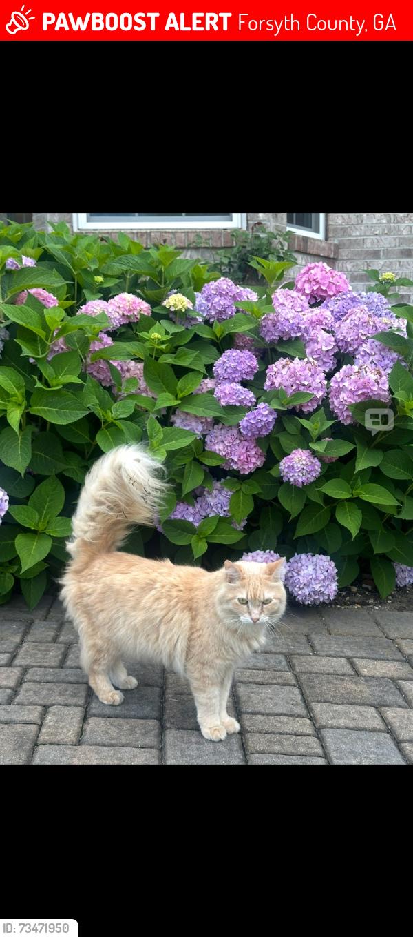 Lost Male Cat last seen Bridle Ridge subdivision, Suwanee, GA 30024, Forsyth County, GA 30024