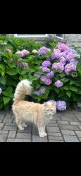Lost Male Cat last seen Bridle Ridge subdivision, Suwanee, GA 30024, Forsyth County, GA 30024