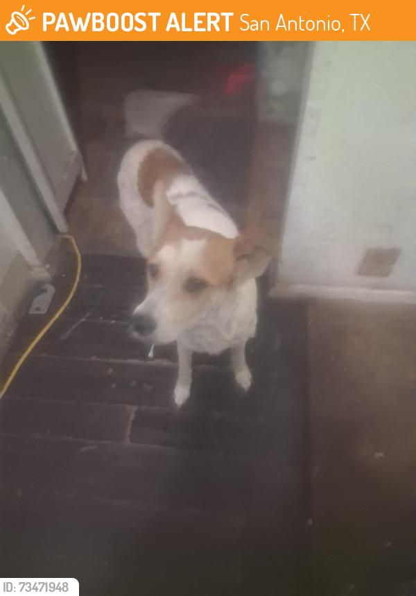 Found/Stray Female Dog last seen Presa st. And Hermitage ct., San Antonio, TX 78223