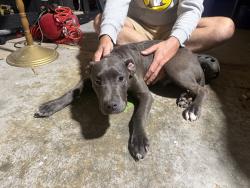 Found/Stray Male Dog last seen Sargent rd and 82nd st, Indianapolis, IN 46256