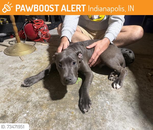 Found/Stray Male Dog last seen Sargent rd and 82nd st, Indianapolis, IN 46256