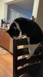 Reunited Male Cat last seen By Market of choice in cedar mill, Cedar Mill, OR 97229