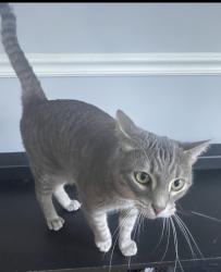 Reunited Male Cat last seen Honeysuckle drive, Greensboro, NC 27408