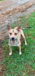 Found/Stray Male Dog last seen Bonner Way, Belton, Sc, Usa, Greenville County, SC 29627