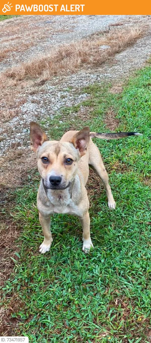 Found/Stray Male Dog last seen Bonner Way, Belton, Sc, Usa, Greenville County, SC 29627