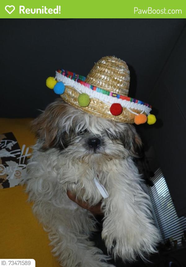 Reunited Female Dog last seen Herndon Road, Modesto, CA 95351