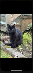 Found/Stray Unknown Cat last seen 218th and 9th Ave W, Bothell, WA 98011