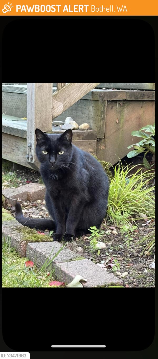 Found/Stray Unknown Cat last seen 218th and 9th Ave W, Bothell, WA 98011