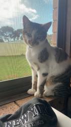 Reunited Male Cat last seen Kabiana way Dayton, Dayton, WA 6055