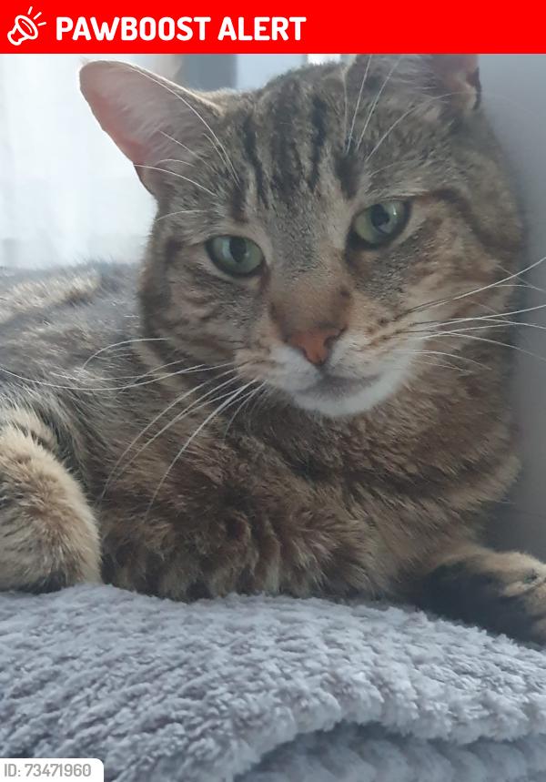 Lost Male Cat last seen Mercia Venue, West Midlands, England CV6 5RJ