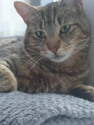 Lost Male Cat last seen Mercia Venue, West Midlands, England CV6 5RJ