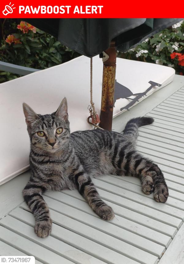 Lost Female Cat last seen Union St, NR2 2TG, Norfolk, England NR2 2TG