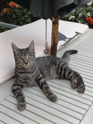 Lost Female Cat last seen Union St, NR2 2TG, Norfolk, England NR2 2TG