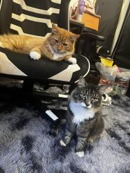 Lost Female Cat last seen Priory close denham, Denham, England 