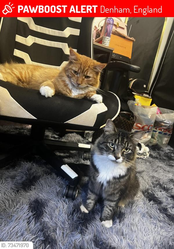Lost Female Cat last seen Priory close denham, Denham, England 