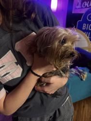 Reunited Male Dog last seen Austin College, Sherman, TX 75090
