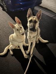 Found/Stray Male Dog last seen Ann Rd & Goldfield St, North Las Vegas, NV 89031