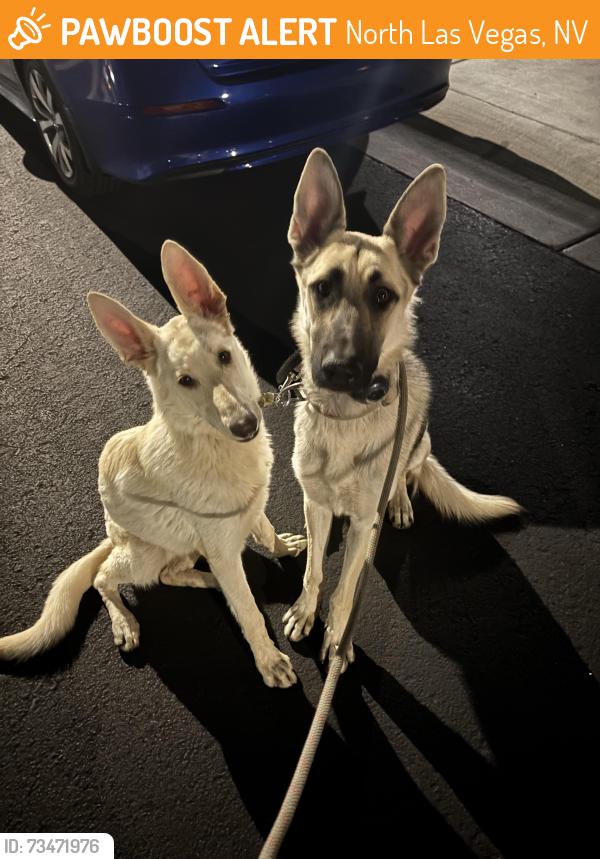 Found/Stray Male Dog last seen Ann Rd & Goldfield St, North Las Vegas, NV 89031