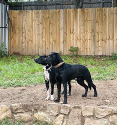 Lost Female Dog last seen Mccandless St, Fort Worth, TX 76164