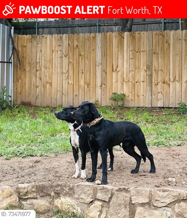 Lost Female Dog last seen Mccandless St, Fort Worth, TX 76164