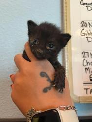 Shelter Stray Female Cat last seen Bexar County, 3353 Morningside Dr, New Braunfels, TX 78132, USA