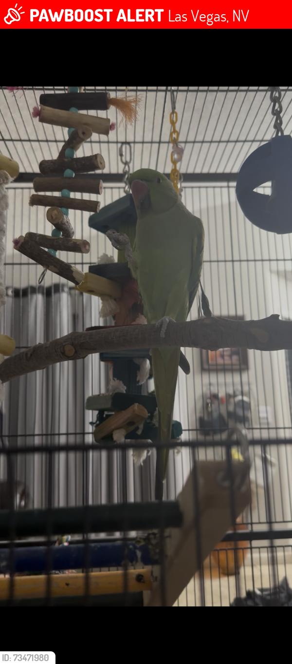 Lost Female Other last seen Near Carmen Blvd Las Vegas, NV 89108 United States, Las Vegas, NV 89108