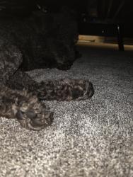 Reunited Female Dog last seen Balm, Riverview, FL 33579