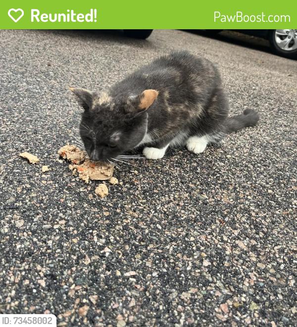 Reunited Female Cat last seen Winter and stonybrook, Walpole, MA 02071