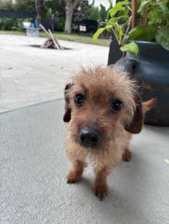 Reunited Female Dog last seen Providence blvd, Polk County, FL 33837