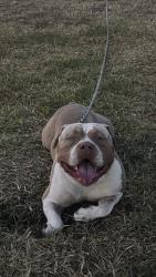 Found/Stray Male Dog last seen Sunnybank Hills State School, Sunnybank Hills, QLD 
