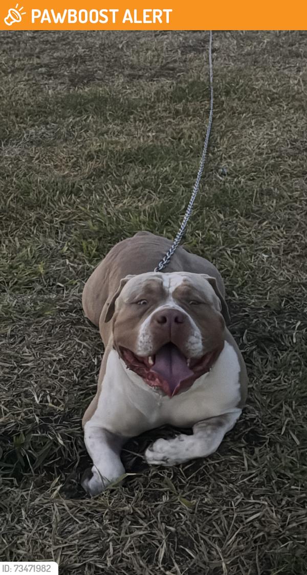 Found/Stray Male Dog last seen Sunnybank Hills State School, Sunnybank Hills, QLD 