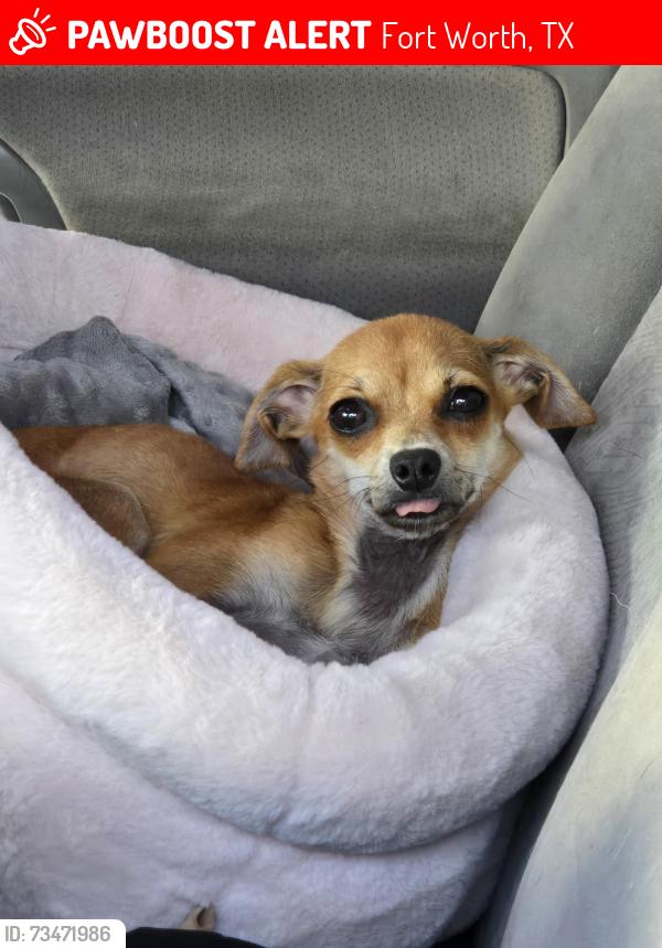 Lost Female Dog last seen Between belmont and odd st, Fort Worth, TX 76164