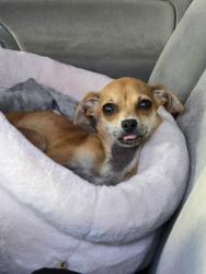 Lost Female Dog last seen Between belmont and odd st, Fort Worth, TX 76164