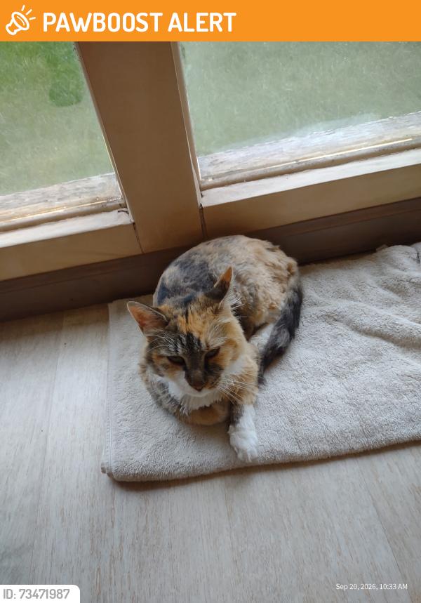 Found/Stray Unknown Cat last seen hosp and Airport Road, Waterford Township, MI 48328