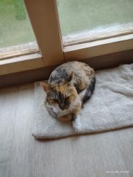 Found/Stray Unknown Cat last seen hosp and Airport Road, Waterford Township, MI 48328