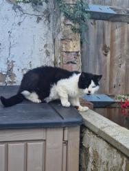 Found/Stray Unknown Cat last seen Toronto Road, Medway, England ME7 2EL
