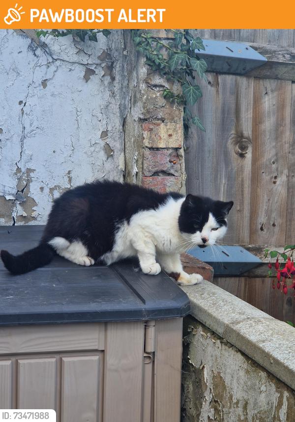 Found/Stray Unknown Cat last seen Toronto Road, Medway, England ME7 2EL