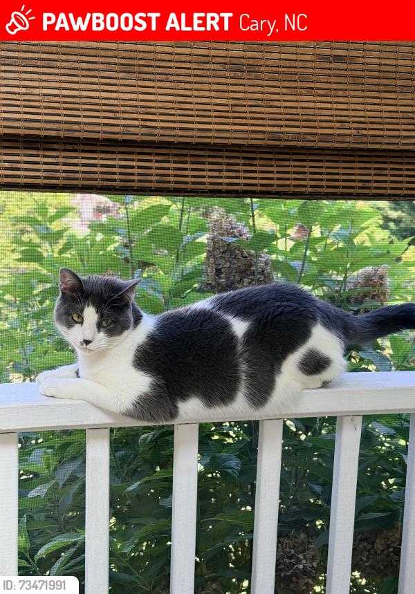Lost Female Cat last seen aberson court & Walcott Way, Preston village, Cary, NC 27519