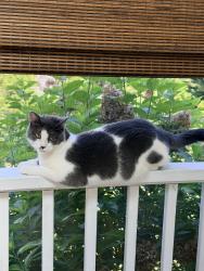Lost Female Cat last seen aberson court & Walcott Way, Preston village, Cary, NC 27519
