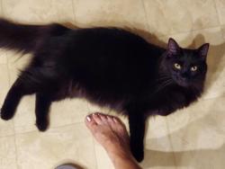 Reunited Male Cat last seen Starboard Ct near/behind Smith Springs Community Center, Nashville, TN 37217
