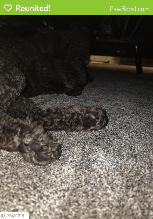 Reunited Female Dog last seen Balm, Riverview, FL 33579